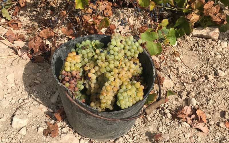 vendimia de uva blanca en Arganda del Rey