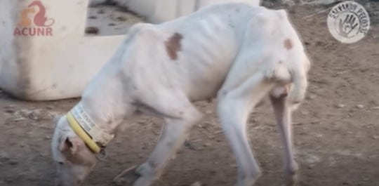 Uno de los perros que se encontraban en la instalación denunciada por las protectoras en Arganda del Rey