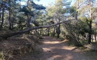La Comunidad de Madrid realizará trabajos de prevención de incendios en Arganda para retirar restos de Filomena y reducir el riesgo de propagación del fuego
