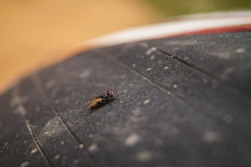 El Ayuntamiento de Arganda trata de erradicar la plaga de moscas en la ciudad