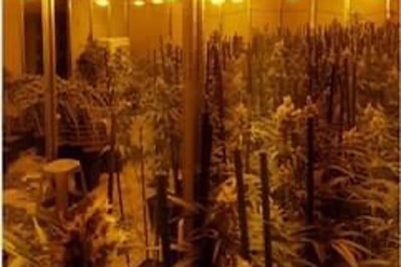 Desmantelado un grupo criminal dedicado al cultivo de marihuana en Arganda