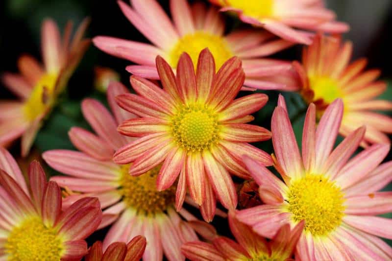 Tus flores para el Día de Todos los Santos, a un clic: encárgalas ya y recíbelas justo a tiempo en Arganda y alrededores