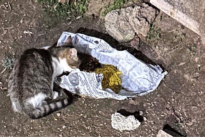 La presencia de colonias incontroladas de gatos en la calle Sierra Morena de Arganda amenaza con provocar un conflicto vecinal