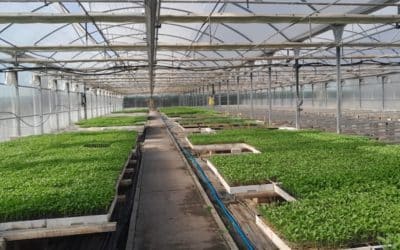 La Comunidad de Madrid distribuye 48.000 plantones hortícolas tradicionales desde la finca experimental de Arganda